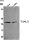 WD Repeat Containing Antisense To TP53 antibody, A04484, Boster Biological Technology, Western Blot image 