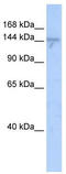 RACK7 antibody, TA337717, Origene, Western Blot image 