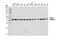 Citrate Synthase antibody, 14309S, Cell Signaling Technology, Western Blot image 