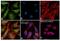 COX2 antibody, PA5-17614, Invitrogen Antibodies, Immunofluorescence image 
