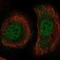 Pleckstrin Homology Domain Containing A1 antibody, NBP2-57495, Novus Biologicals, Immunofluorescence image 