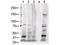 Jagged Canonical Notch Ligand 1 antibody, A00640-1, Boster Biological Technology, Western Blot image 