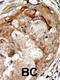 Serum/Glucocorticoid Regulated Kinase Family Member 3 antibody, 63-303, ProSci, Immunohistochemistry paraffin image 