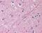 Acidic Nuclear Phosphoprotein 32 Family Member E antibody, NBP1-03111, Novus Biologicals, Immunohistochemistry frozen image 