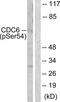 Cell Division Cycle 6 antibody, LS-C198781, Lifespan Biosciences, Western Blot image 
