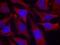 Synapsin I antibody, GTX50292, GeneTex, Immunocytochemistry image 