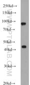 PBX Homeobox Interacting Protein 1 antibody, 12102-1-AP, Proteintech Group, Western Blot image 