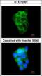 PPFIA Binding Protein 2 antibody, GTX112301, GeneTex, Immunocytochemistry image 