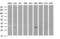 Ankyrin Repeat Domain 49 antibody, NBP2-46526, Novus Biologicals, Western Blot image 