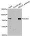DEAD-Box Helicase 41 antibody, orb247504, Biorbyt, Immunoprecipitation image 