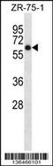 Arylsulfatase D antibody, 58-635, ProSci, Western Blot image 