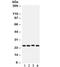 Suppressor Of Cytokine Signaling 3 antibody, R31799, NSJ Bioreagents, Western Blot image 