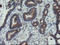 Archain 1 antibody, LS-C173757, Lifespan Biosciences, Immunohistochemistry frozen image 