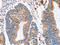 SIGLEC6 antibody, CSB-PA984002, Cusabio, Immunohistochemistry paraffin image 