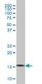 CGG Triplet Repeat Binding Protein 1 antibody, H00008545-M02, Novus Biologicals, Western Blot image 