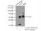 Kruppel Like Factor 5 antibody, 21017-1-AP, Proteintech Group, Immunoprecipitation image 
