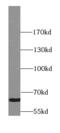 Synaptotagmin 3 antibody, FNab08429, FineTest, Western Blot image 