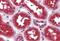 TGF-Beta Activated Kinase 1 (MAP3K7) Binding Protein 3 antibody, PA5-34366, Invitrogen Antibodies, Immunohistochemistry frozen image 
