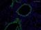 Mucin 5B, Oligomeric Mucus/Gel-Forming antibody, ab77995, Abcam, Immunohistochemistry frozen image 