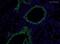 Mucin-5B antibody, ab77995, Abcam, Immunohistochemistry frozen image 