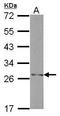 H1 Histone Family Member N, Testis Specific antibody, GTX117438, GeneTex, Western Blot image 