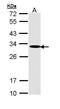 Adenylate kinase 2, mitochondrial antibody, GTX111737, GeneTex, Western Blot image 