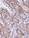 Baculoviral IAP Repeat Containing 7 antibody, PA1-31985, Invitrogen Antibodies, Immunohistochemistry frozen image 