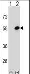 Cochlin antibody, LS-C166910, Lifespan Biosciences, Western Blot image 