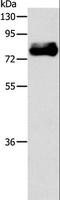 Actin Binding LIM Protein 1 antibody, LS-C404412, Lifespan Biosciences, Western Blot image 