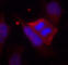 Protein Phosphatase 1 Regulatory Inhibitor Subunit 1B antibody, abx000477, Abbexa, Western Blot image 