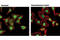 Nuclear Receptor Subfamily 3 Group C Member 1 antibody, 12041S, Cell Signaling Technology, Immunocytochemistry image 