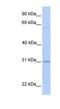  antibody, NBP1-60051, Novus Biologicals, Western Blot image 