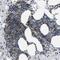 Transmembrane And Coiled-Coil Domain Family 2 antibody, PA5-53135, Invitrogen Antibodies, Immunohistochemistry frozen image 