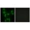 Isoleucyl-TRNA Synthetase 2, Mitochondrial antibody, A09580, Boster Biological Technology, Immunohistochemistry frozen image 