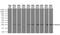 Neurogenin 1 antibody, MA5-24899, Invitrogen Antibodies, Western Blot image 