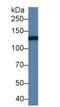CD11b antibody, LS-C304761, Lifespan Biosciences, Western Blot image 