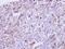 Growth Differentiation Factor 5 antibody, PA5-28815, Invitrogen Antibodies, Immunohistochemistry frozen image 