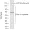 Ubiquitin Specific Peptidase 19 antibody, LS-C343778, Lifespan Biosciences, Western Blot image 