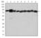 Heat Shock Protein 90 Alpha Family Class B Member 1 antibody, MBS850629, MyBioSource, Western Blot image 