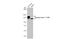 Integrin Subunit Beta 1 antibody, GTX636658, GeneTex, Western Blot image 