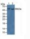 MYOC antibody, MBS2001639, MyBioSource, Western Blot image 