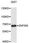 Zinc Finger Protein 599 antibody, LS-C748202, Lifespan Biosciences, Western Blot image 