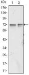 FMR1 antibody, GTX83130, GeneTex, Western Blot image 