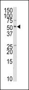 TRAF Interacting Protein antibody, 61-527, ProSci, Western Blot image 