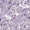 Growth Arrest Specific 2 Like 2 antibody, HPA044370, Atlas Antibodies, Immunohistochemistry frozen image 