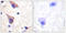 Transforming Growth Factor Beta Receptor 2 antibody, LS-C199647, Lifespan Biosciences, Immunohistochemistry frozen image 