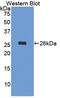 EGF-containing fibulin-like extracellular matrix protein 1 antibody, LS-C293930, Lifespan Biosciences, Western Blot image 