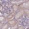 Alpha-adducin antibody, NBP2-38269, Novus Biologicals, Immunohistochemistry paraffin image 