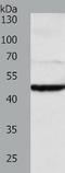 Tektin 1 antibody, TA322109, Origene, Western Blot image 