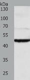 Tektin-1 antibody, TA322109, Origene, Western Blot image 